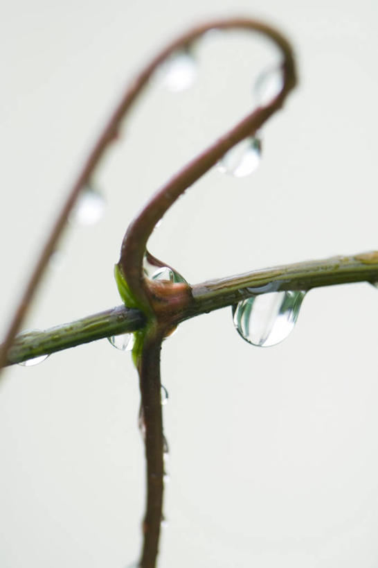无人,竖图,俯视,室外,特写,白天,水,植物,露水,阴影,透明,光线,液体,影子,水滴,茎,水珠,绿色,阳光,自然,露珠,生长,成长,生机,剔透,灵动,通明,彩图,高角度拍摄,多浆植物,多肉植物,肉质植物,晶莹