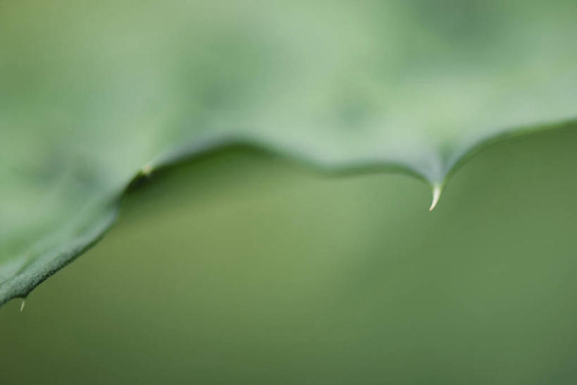 无人,横图,俯视,室外,特写,白天,植物,叶子,阴影,朦胧,模糊,光线,纹理,影子,绿叶,绿色,阳光,嫩叶,锋利,尖锐,尖利,肌理,犀利,叶,叶片,叶脉,彩图,高角度拍摄