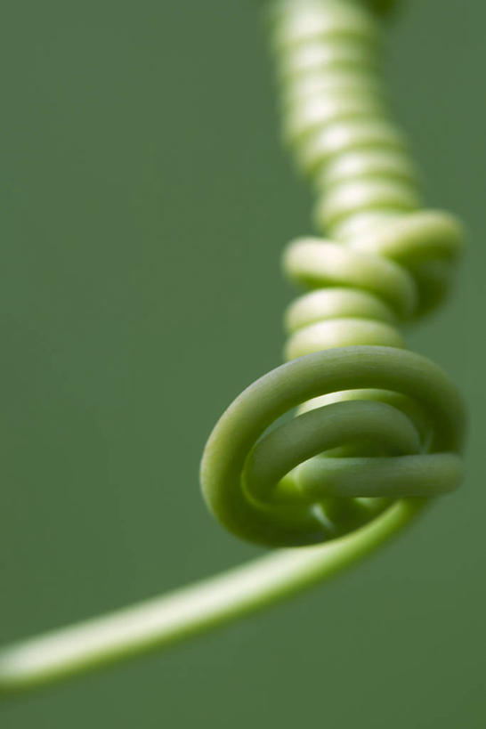 无人,竖图,俯视,室外,特写,白天,植物,阴影,朦胧,模糊,光线,影子,绿色,阳光,自然,藤蔓,生长,成长,彩图,高角度拍摄,多浆植物,多肉植物,肉质植物