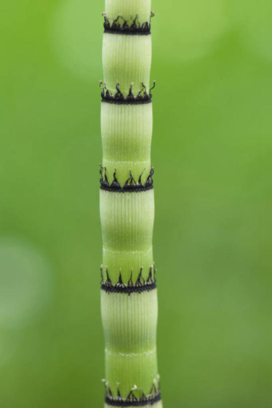 无人,竖图,俯视,室外,特写,白天,植物,阴影,朦胧,模糊,光线,影子,一个,绿色,阳光,自然,生长,单个,成长,灯芯草,灯心草,蔺草,龙须草,马棕根,蓑衣草,野席草,彩图,高角度拍摄