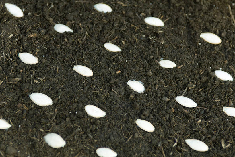 无人,横图,俯视,室外,白天,一排,许多,整齐,并列,并排,泥土,土壤,种子,很多,排列,队列,平行,彩图,高角度拍摄