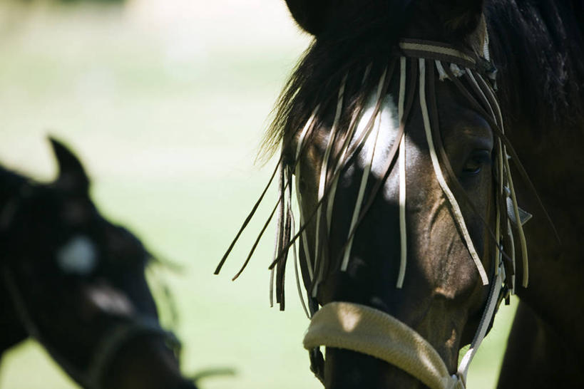 头,无人,横图,室外,特写,白天,正面,旅游,度假,美景,马,野生动物,阴影,朦胧,模糊,光线,影子,景观,娱乐,阳光,自然,动物,享受,休闲,景色,放松,运输,牲畜,两匹,自然风光,头部,半身,彩图