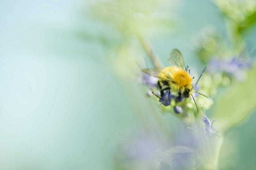 无人,横图,室外,特写,白天,侧面,植物,阴影,朦胧,模糊,光线,昆虫,影子,注视,停留,一只,绿色,阳光,自然,动物,观察,看,生长,成长,观看,停止,察看,关注,采集,黄蜂,益虫,收集,胡蜂,马蜂,蚂蜂,逗留,停顿,收罗,彩图,全身