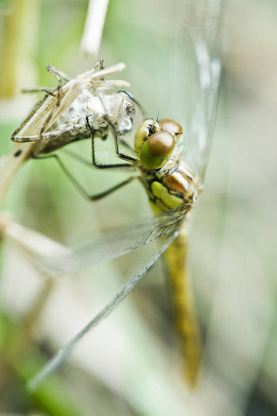 无人,竖图,俯视,室外,特写,白天,植物,阴影,光线,蜻蜓,昆虫,影子,注视,停留,一只,绿色,阳光,自然,动物,观察,看,生长,成长,观看,停止,察看,关注,蜕皮,猫猫丁,咪咪洋,蚂螂,河嘻嘻,益虫,逗留,停顿,彩图,高角度拍摄,全身
