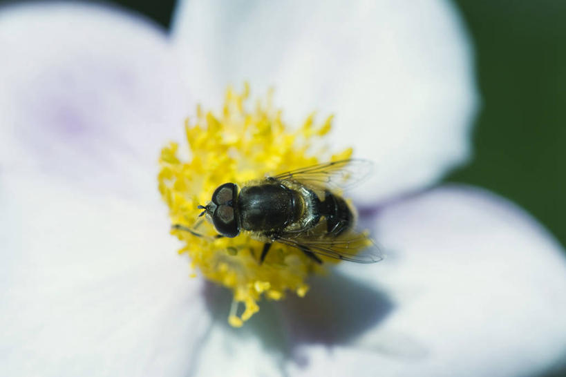无人,横图,俯视,室外,特写,白天,阴影,朦胧,模糊,盛开,光线,昆虫,影子,花蕾,注视,停留,花,花瓣,花朵,鲜花,一朵,一只,黄色,阳光,动物,花苞,花蕊,观察,看,观看,停止,察看,雄蕊,关注,采集,益虫,收集,逗留,停顿,收罗,食蚜蝇,彩图,高角度拍摄,全身