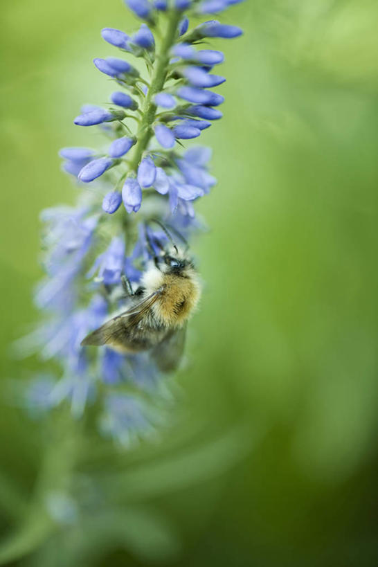 无人,竖图,室外,特写,白天,植物,蜜蜂,阴影,朦胧,模糊,盛开,光线,昆虫,影子,花蕾,注视,停留,花,花瓣,花朵,鲜花,一只,背面,蓝色,绿色,阳光,自然,动物,花苞,花蕊,观察,看,生长,成长,观看,停止,察看,关注,西方蜜蜂,采集,益虫,收集,逗留,停顿,收罗,欧洲黑蜂,彩图,全身
