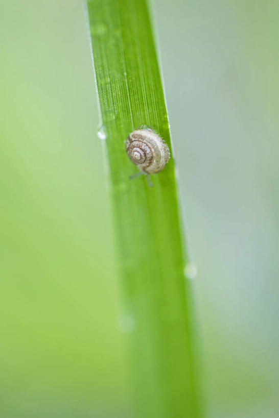 无人,竖图,室外,特写,白天,植物,叶子,阴影,朦胧,模糊,光线,蜗牛,影子,绿叶,注视,一只,背面,绿色,阳光,自然,动物,观察,看,嫩叶,生长,成长,观看,软体动物,察看,关注,蠕动,叶,叶片,彩图,全身