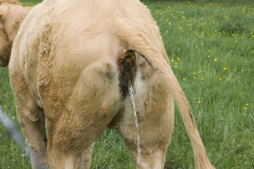 无人,站,横图,室外,特写,白天,草地,草坪,植物,牛,阴影,朦胧,模糊,光线,影子,家禽,草,一只,背面,绿色,阳光,动物,站着,家畜,牲畜,尿,站立,彩图