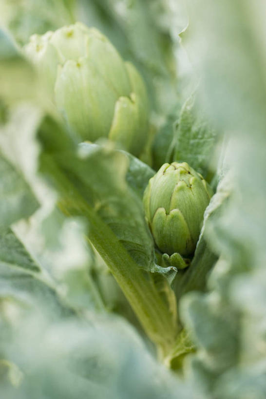 无人,竖图,俯视,室外,特写,白天,植物,叶子,许多,朦胧,模糊,绿叶,草药,药草,中药,绿色,嫩叶,蓟,药材,中草药,中药材,本草,大蓟,刺蓟,山萝卜,叶,叶片,彩图,高角度拍摄