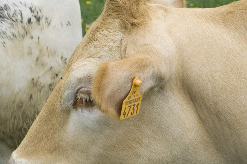 脸,头,脸颊,无人,横图,室外,特写,白天,侧面,草地,草坪,植物,指示牌,牛,阴影,朦胧,模糊,光线,标志,数字,文字,影子,标识,家禽,草,一只,黄色,绿色,阳光,动物,家畜,牲畜,条形码,头部,脸部,脸蛋,面部,彩图