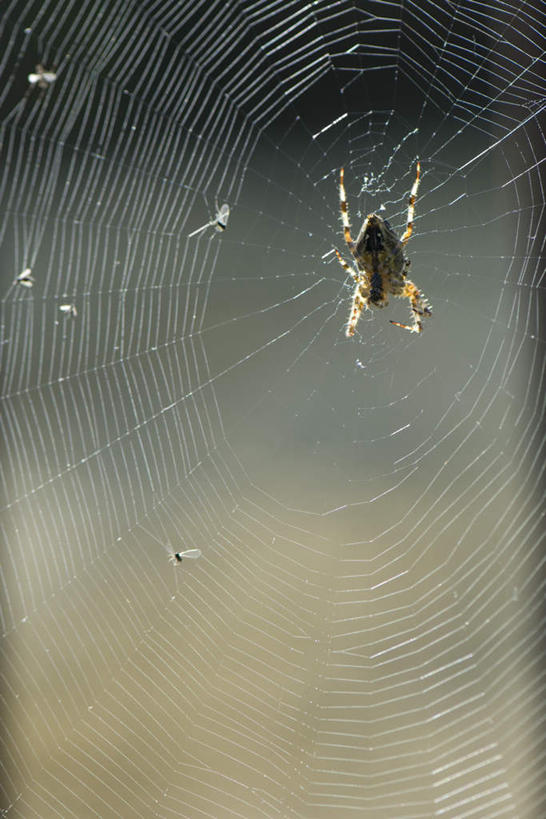 无人,竖图,室外,特写,白天,正面,野生动物,一排,悬挂,阴影,朦胧,模糊,整齐,围绕,光线,蜘蛛,蜘蛛网,影子,排列,一只,阳光,动物,趴着,蜘蛛丝,队列,凶猛,残暴,凶残,趴,彩图