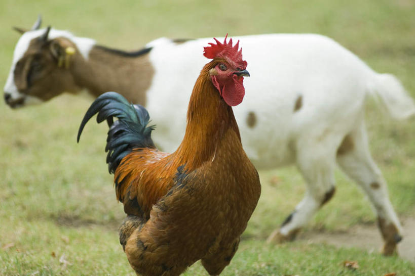 无人,站,横图,室外,特写,白天,正面,草地,草坪,植物,鸡,牛,阴影,朦胧,模糊,光线,影子,鸡冠,注视,家禽,草,一只,红色,绿色,白色,阳光,动物,观察,看,站着,家畜,牲畜,观看,察看,关注,站立,彩图