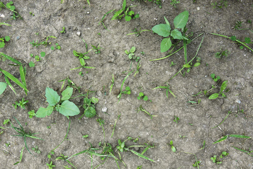 无人,横图,俯视,室外,特写,白天,叶子,许多,阴影,光线,影子,绿叶,杂草,地面,绿色,阳光,嫩叶,除草,叶,叶片,彩图,高角度拍摄