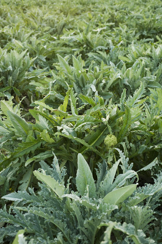 无人,农田,竖图,俯视,室外,特写,白天,庄稼,植物,蔬菜,许多,阴影,朦胧,模糊,新鲜,光线,影子,食品,草药,药草,中药,食物,阳光,蓟,有机食品,绿色食品,药材,中草药,中药材,本草,大蓟,刺蓟,山萝卜,彩图,高角度拍摄,耕地,庄稼田