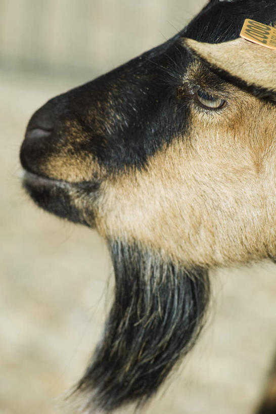 脸,头,脸颊,胡须,无人,站,竖图,室外,特写,白天,侧面,野生动物,羊,阴影,朦胧,模糊,光线,影子,注视,一只,黑色,阳光,动物,观察,看,站着,可爱,活泼,观看,察看,关注,山羊胡,头部,胡子,脸部,脸蛋,面部,山羊,站立,彩图