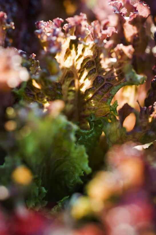 无人,竖图,俯视,室外,特写,白天,蔬菜,许多,阴影,朦胧,模糊,新鲜,光线,影子,莴苣,莴笋,食品,食物,红色,绿色,阳光,有机食品,绿色食品,香笋,彩图,高角度拍摄