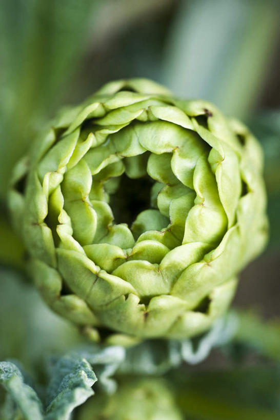 无人,竖图,俯视,室外,特写,白天,植物,蔬菜,叶子,阴影,朦胧,模糊,新鲜,光线,影子,食品,绿叶,草药,药草,中药,食物,一个,阳光,球体,嫩叶,蓟,有机食品,绿色食品,单个,药材,中草药,中药材,本草,大蓟,刺蓟,山萝卜,叶,叶片,彩图,高角度拍摄