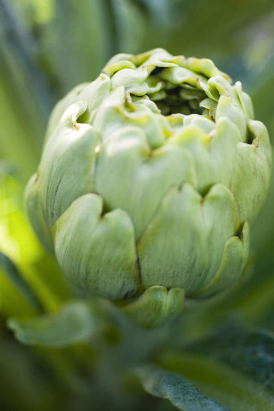 无人,竖图,俯视,室外,特写,白天,植物,蔬菜,叶子,阴影,朦胧,模糊,新鲜,光线,影子,食品,绿叶,草药,药草,中药,食物,一个,绿色,阳光,嫩叶,蓟,有机食品,绿色食品,单个,药材,中草药,中药材,本草,大蓟,刺蓟,山萝卜,叶,叶片,彩图,高角度拍摄