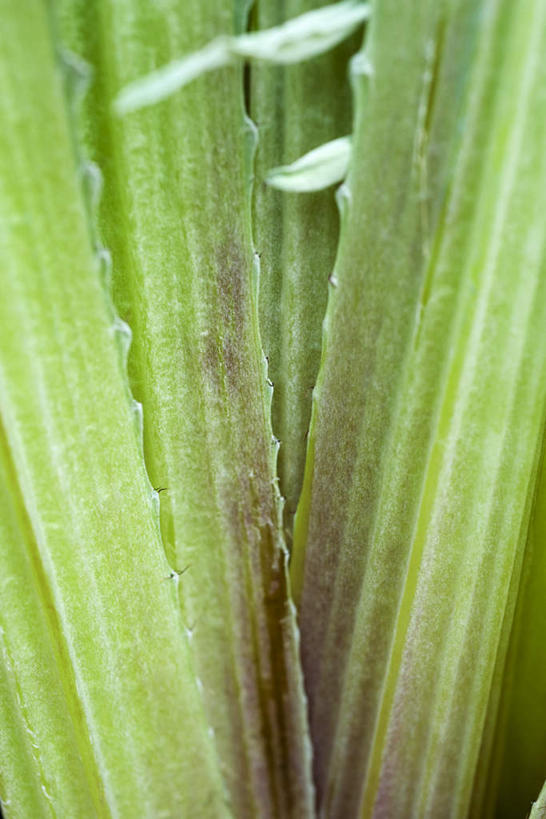 无人,竖图,室外,特写,白天,正面,植物,蔬菜,叶子,许多,阴影,新鲜,光线,影子,食品,绿叶,草药,药草,中药,食物,阳光,嫩叶,蓟,有机食品,绿色食品,药材,中草药,中药材,本草,大蓟,刺蓟,山萝卜,叶,叶片,彩图