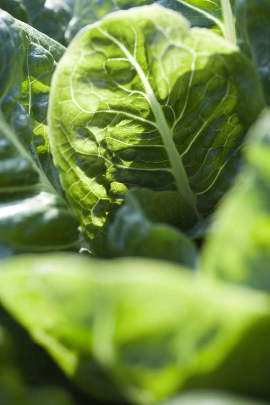 无人,竖图,室外,特写,白天,正面,蔬菜,叶子,许多,阴影,朦胧,模糊,新鲜,光线,影子,食品,绿叶,食物,阳光,嫩叶,有机食品,绿色食品,牛皮菜,叶,叶片,彩图