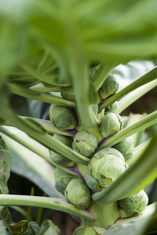 无人,农田,竖图,室外,特写,白天,正面,庄稼,蔬菜,椰菜,卷心菜,叶子,许多,阴影,朦胧,模糊,新鲜,光线,影子,食品,绿叶,食物,阳光,嫩叶,甘蓝,有机食品,绿色食品,抱子甘蓝,芽甘蓝,球芽甘蓝,子持甘蓝,叶,叶片,结球甘蓝,甘兰,包心菜,彩图,耕地,庄稼田