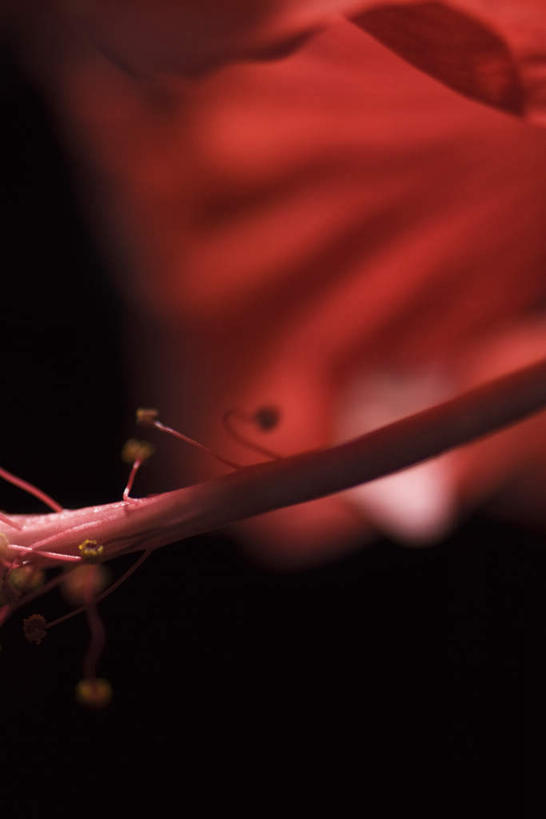 无人,竖图,室内,特写,白天,正面,阴影,黑色背景,朦胧,模糊,盛开,光线,影子,花蕾,花,花瓣,花朵,鲜花,一朵,红色,阳光,花苞,花蕊,摄影,影棚,芙蓉,彩图,影棚拍摄,拍摄