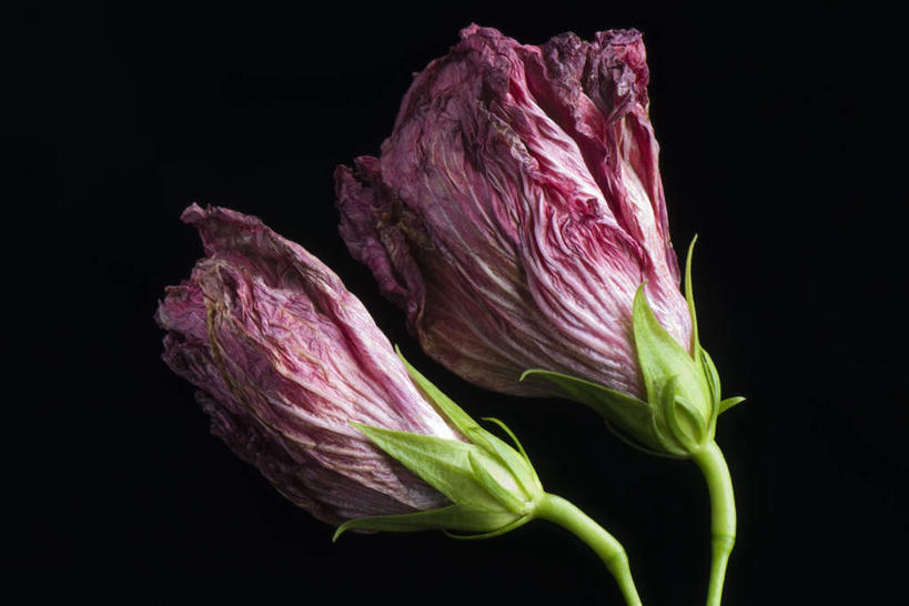 无人,横图,室内,特写,白天,正面,阴影,黑色背景,枯萎,盛开,光线,影子,木槿,木槿花,美丽,花蕾,花,花瓣,花朵,鲜花,两朵,粉色,阳光,花苞,花蕊,摄影,影棚,坚韧,永恒,质朴,无穷花,彩图,影棚拍摄,拍摄