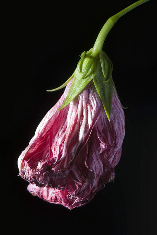 无人,竖图,室内,特写,白天,正面,阴影,黑色背景,枯萎,盛开,光线,影子,花蕾,花,花瓣,花朵,鲜花,一朵,粉色,阳光,花苞,花蕊,摄影,影棚,芙蓉,芙蓉花,木芙蓉,拒霜花,地芙蓉,彩图,影棚拍摄,拍摄