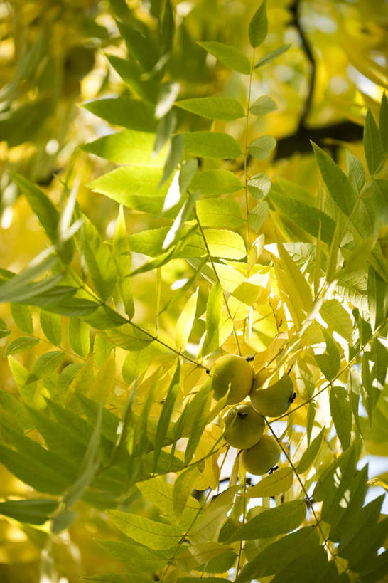 无人,竖图,室外,特写,白天,仰视,旅游,度假,美景,植物,叶子,许多,阴影,光线,影子,景观,绿叶,娱乐,树,树木,绿色,阳光,自然,享受,休闲,嫩叶,景色,放松,生长,成长,自然风光,胡桃,胡桃树,叶,叶片,彩图,低角度拍摄