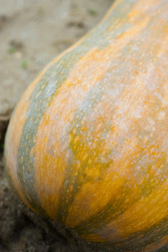 无人,竖图,俯视,室外,特写,白天,南瓜,蔬菜,条纹,朦胧,模糊,新鲜,纹路,纹理,金瓜,食品,番瓜,食物,一个,有机食品,绿色食品,单个,麦瓜,倭瓜,肌理,彩图,高角度拍摄