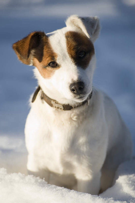 无人,站,竖图,室内,特写,白天,正面,雪,大雪,宠物,狗,阴影,光线,影子,积雪,雪景,冬天,猎兔犬,注视,一只,阳光,动物,观察,看,站着,可爱,比格犬,观看,察看,关注,忠诚,米格鲁猎兔犬,贝高狗,贝高犬,比格狗,猎兔狗,项圈,犬,站立,半身,彩图