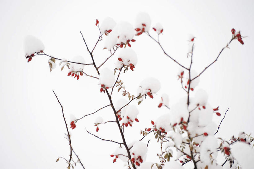 无人,横图,室外,特写,白天,正面,美景,植物,浆果,一棵,许多,枯萎,景观,枯树,枝条,树,树干,树木,树枝,红色,蓝色,绿色,蓝天,天空,自然,天,景色,生长,成长,自然风光,彩图