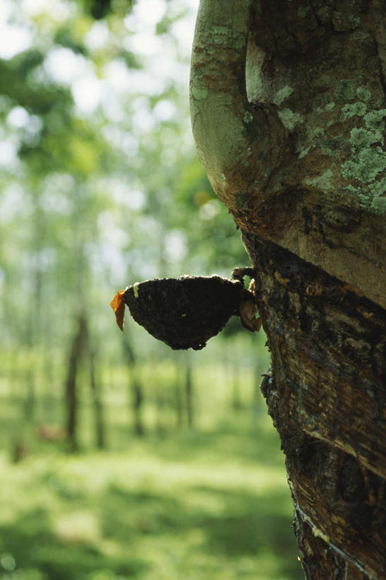 无人,竖图,室外,白天,正面,旅游,度假,草地,草坪,美景,树林,植物,斯里兰卡,亚洲,阴影,光线,化学,影子,景观,娱乐,草,树,树木,绿色,阳光,自然,享受,休闲,橡胶,景色,放松,生长,收获,成长,燃料,自然风光,南亚,橡胶树,斯里兰卡民主社会主义共和国,乳胶,彩图