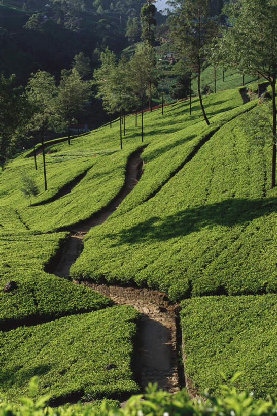 无人,农田,竖图,俯视,室外,白天,旅游,度假,庄稼,草地,草坪,美景,树林,植物,茶,道路,路,斯里兰卡,亚洲,许多,阴影,光线,影子,景观,小路,茶叶,交通,娱乐,草,树,树木,绿色,阳光,自然,享受,休闲,景色,放松,乡间小路,生长,成长,自然风光,南亚,斯里兰卡民主社会主义共和国,彩图,高角度拍摄,耕地,庄稼田