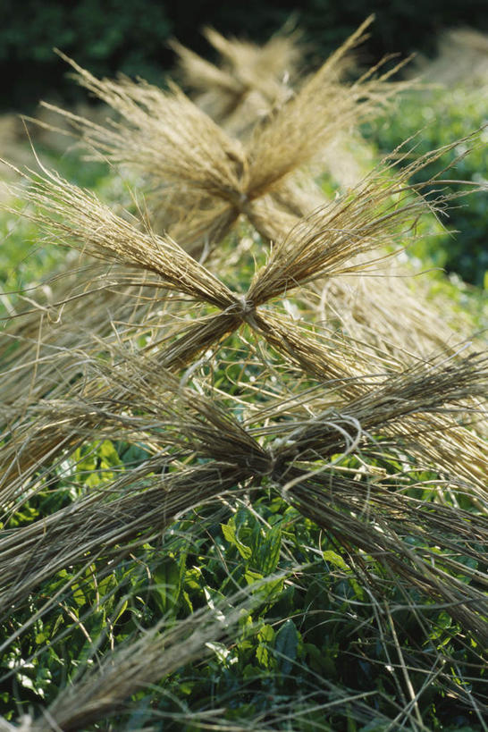 竖图,室内,白天,正面,美景,植物,叶子,日本,亚洲,枯萎,朦胧,模糊,景观,绿茶,茶叶,绿叶,黄色,绿色,自然,嫩叶,景色,自然风光,东亚,日本国,叶,叶片,半身,彩图