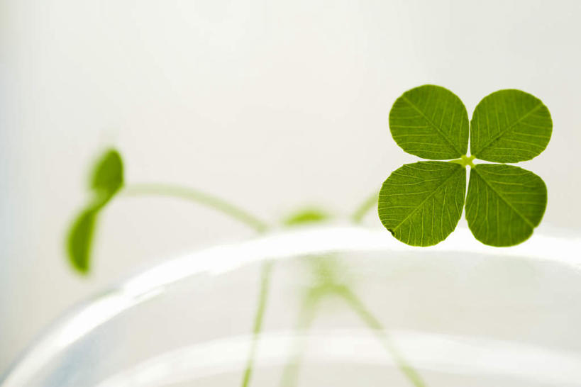 无人,横图,室内,特写,白天,仰视,自由,美景,植物,叶子,四片,朦胧,模糊,景观,绿叶,四叶草,幸运草,绿色,自然,嫩叶,景色,自然风光,和平,牛角花,统一,团结,幸运,叶,叶片,彩图,低角度拍摄