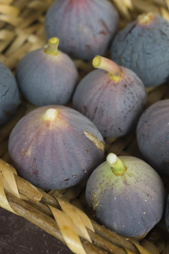 无人,竖图,俯视,室内,特写,白天,桌面,桌子,无花果,静物,水果,一排,许多,新鲜,整齐,篮子,生食,食品,果实,竹扁,食物,排列,紫色,摄影,有机食品,绿色食品,影棚,竹编,队列,映日果,树地瓜,奶浆果,蜜果,彩图,高角度拍摄,影棚拍摄,拍摄