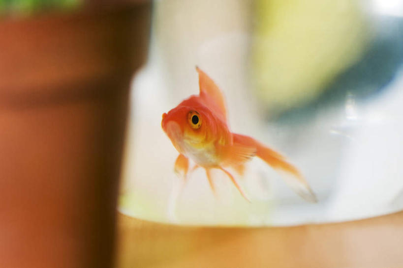 无人,横图,室内,特写,白天,正面,水,植物,桌子,仙人掌,一条,朦胧,模糊,透明,金鱼,鱼,火焰,盆,液体,办公桌,泥土,水滴,草药,陶瓷制品,鱼缸,中药,玻璃制品,橙色,游动,一盆,药材,中草药,中药材,本草,牛舌头,玉芙蓉,仙巴掌,火掌,霸王树,彩图