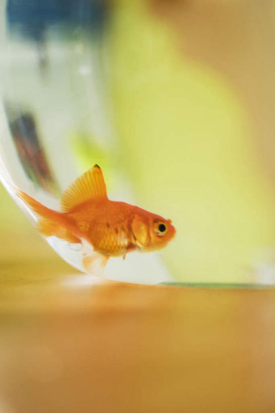 无人,竖图,室内,特写,白天,正面,水,桌子,一条,透明,金鱼,鱼,液体,水滴,鱼缸,书桌,玻璃制品,课桌,橙色,游动,彩图