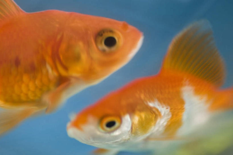 游泳,无人,横图,室内,白天,正面,两条,阴影,反射,金鱼,鱼,影子,鱼类,橙色,可爱,活泼,水生动物,水生物,彩图