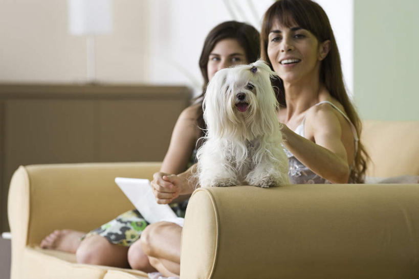 西方人,儿童,两个人,家庭,母亲,女儿,客厅,站,坐,笑,微笑,露齿笑,横图,室内,白天,正面,纯洁,电脑,笔记本电脑,靠垫,沙发,宠物,狗,欧洲,欧洲人,服装,网络,墙,靠枕,休闲装,通讯设备,墙壁,墙面,一只,小孩,衣服,白色,动物,垫子,枕头,靠,靠着,站着,休闲,温暖,温馨,母女,一家人,休闲服,可爱,母爱,童年,童趣,服饰,玛尔济斯犬,和睦,无线,起居室,通信设备,无线网络,布艺沙发,无线上网,便携式电脑,童真,烂漫,无邪,忠诚,马尔济斯犬,马尔济斯,天真,手提电脑,年轻女性,女孩,女人,女性,白种人,孩子,年轻人,犬,站立,坐着,彩图,全身,融洽,女生