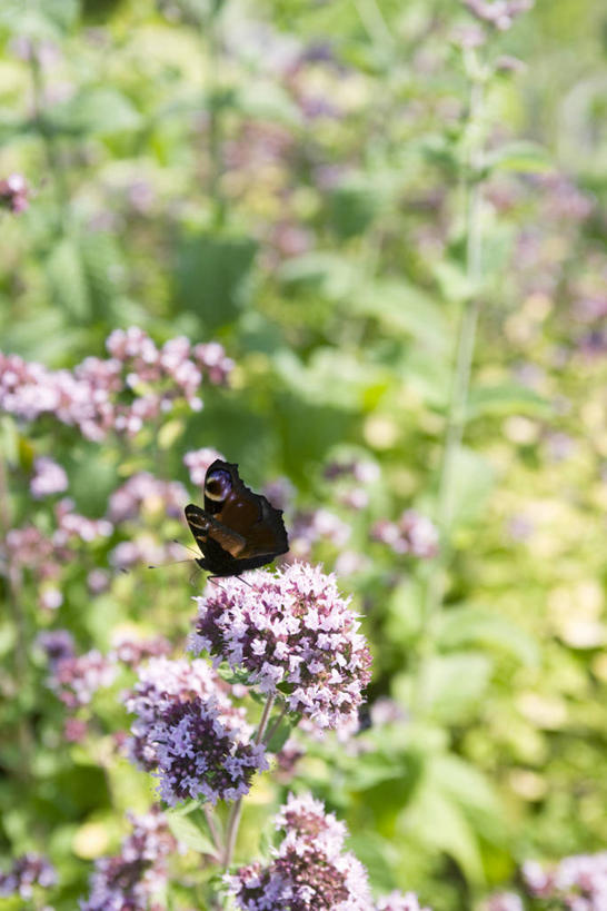 无人,竖图,室外,特写,白天,正面,花海,花圃,美景,植物,蝴蝶,叶子,瑞典,欧洲,阴影,朦胧,模糊,盛开,光线,昆虫,影子,景观,花蕾,注视,停留,花,花瓣,花朵,花卉,鲜花,一只,绿色,阳光,自然,动物,花丛,花束,花田,花苞,花蕊,观察,看,景色,观看,蛱蝶,停止,察看,斯堪的纳维亚,关注,自然风光,北欧,斯堪的那维亚,斯堪的那维亚半岛,斯堪的纳维亚半岛,益虫,孔雀蛱蝶,四足蝶,残锷线蛱蝶,瑞典王国,逗留,停顿,孔雀蝴蝶,彩图,全身