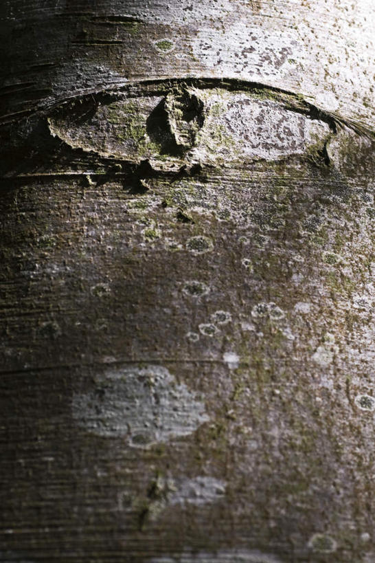 眼睛,无人,竖图,室外,特写,白天,正面,植物,静物,瞳孔,阴影,形状,光线,纹理,影子,树,树木,一个,绿色,阳光,自然,眼部,生长,单个,成长,肌理,眼,彩图