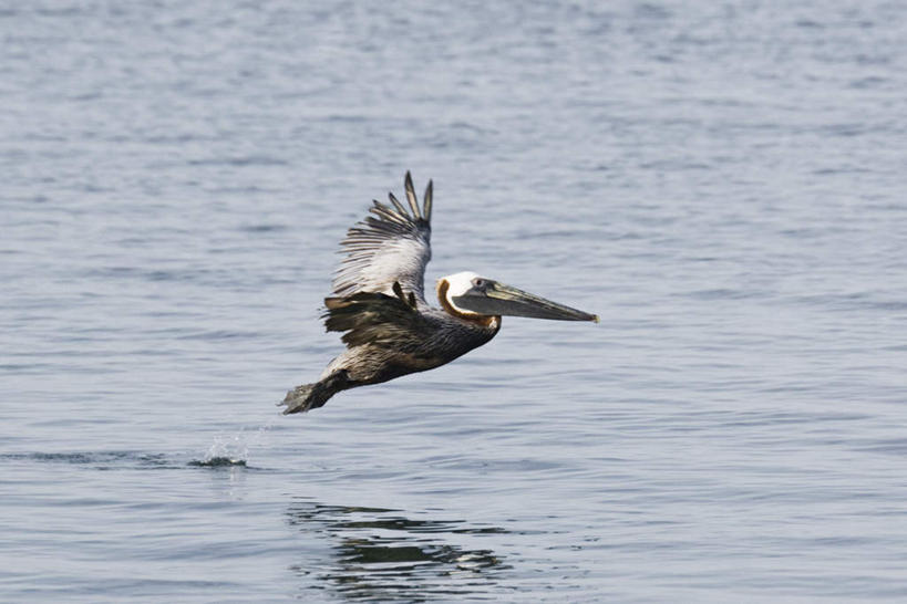 横图,室外,白天,正面,湖,湖泊,水,鸟,野生动物,飞行,湖面,水流,水面,棕色,一只,动物,湖水,可爱,活泼,鹈鹕,彩图,全身