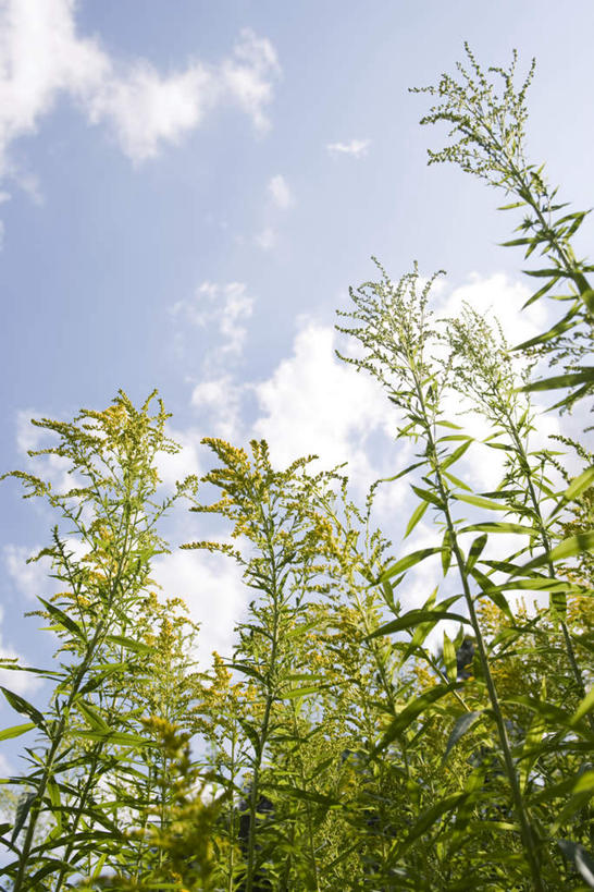无人,竖图,室外,白天,仰视,旅游,度假,美景,植物,许多,阴影,光线,影子,景观,云,云朵,草药,药草,云彩,娱乐,中药,蓝色,白云,蓝天,天空,阳光,自然,天,享受,休闲,景色,放松,晴朗,自然风光,药材,中草药,中药材,本草,秋麒麟草,孤独,晴空,彩图,低角度拍摄