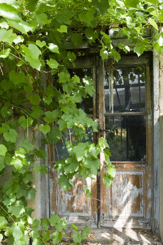 果园,竖图,室外,白天,正面,美景,田园,门,葡萄,叶子,许多,废弃,阴影,光线,影子,景观,绿叶,夏季,破坏,葡萄园,破损,阳光,自然,门框,庄园,夏日,夏天,藤蔓,嫩叶,景色,损坏,自然风光,藤蔓植物,炎天,叶,叶片,山葫芦,蒲桃,草龙珠,半身,彩图