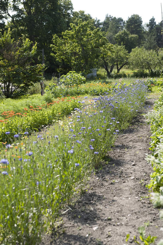 无人,竖图,室外,白天,正面,爱情,草地,草坪,植物,阴影,光线,影子,鱼尾菊,草,树,树木,绿色,天空,阳光,自然,天,菊花,生长,成长,吉祥,高洁,长寿,怀恋,清净,真情,寿客,秋菊,彩图
