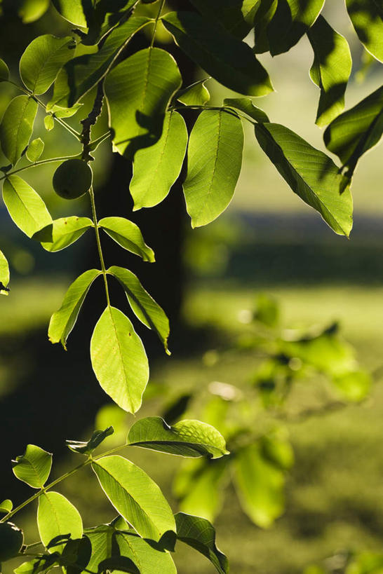 无人,竖图,室外,白天,正面,旅游,度假,美景,植物,叶子,许多,阴影,光线,影子,景观,果树,绿叶,娱乐,树,树木,绿色,阳光,自然,享受,休闲,嫩叶,景色,放松,生长,成长,自然风光,胡桃树,叶,叶片,彩图