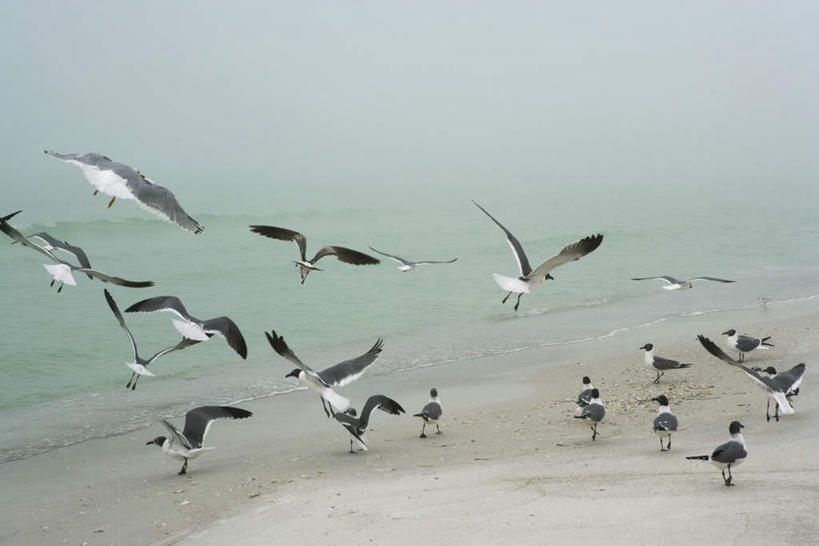 无人,横图,俯视,室外,白天,旅游,度假,海浪,海洋,美景,沙滩,海鸟,海鸥,鸟,许多,飞翔,伸展,张开,展翅,飞行,翅膀,鸟类,沙子,海岸,景观,浪花,沙地,翱翔,娱乐,飞,自然,海水,享受,休闲,景色,放松,自然风光,海景,张开翅膀,展开翅膀,停驻,大海,风浪,海,海水的波动,海滩,近岸浪,涌浪,半身,彩图,高角度拍摄