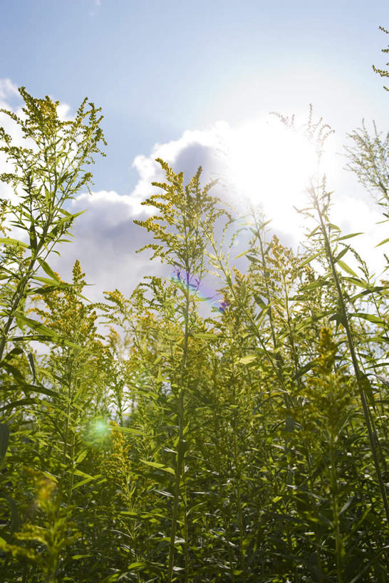 无人,竖图,室外,白天,仰视,旅游,度假,草地,草坪,美景,植物,许多,阴影,盛开,光线,影子,景观,云,云朵,野花,花蕾,云彩,娱乐,草,花,花瓣,花朵,鲜花,蓝色,绿色,白云,蓝天,天空,阳光,自然,天,花苞,花蕊,享受,休闲,景色,放松,生长,晴朗,成长,自然风光,秋麒麟草,孤独,晴空,彩图,低角度拍摄